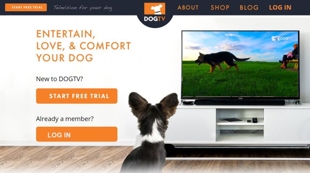 강아지 티비 시청 정말 도움이 되고 괜찮을까?