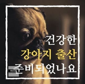 강아지 출산