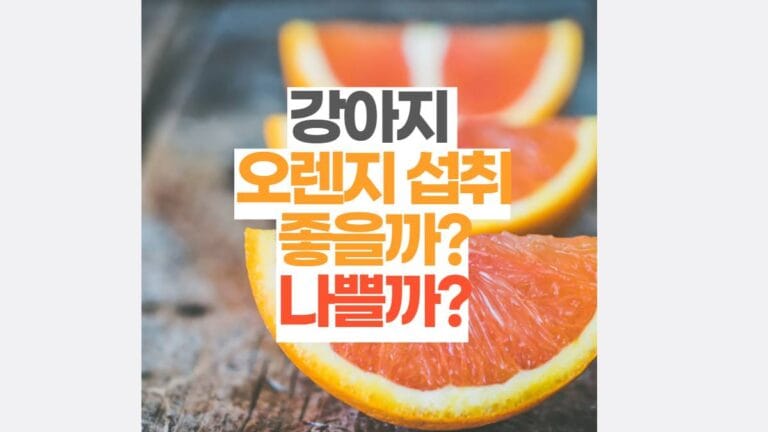 강아지 오렌지 먹을때 꼭알아둬야할 주의사항 8 강아지 오렌지