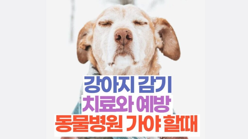 강아지 감기치료와 예방 동물병원 가야 할때 