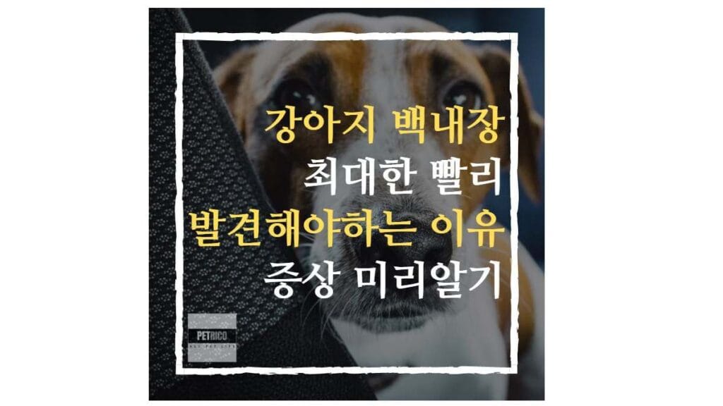 강아지 백내장 빨리 발견해야 하는 이유