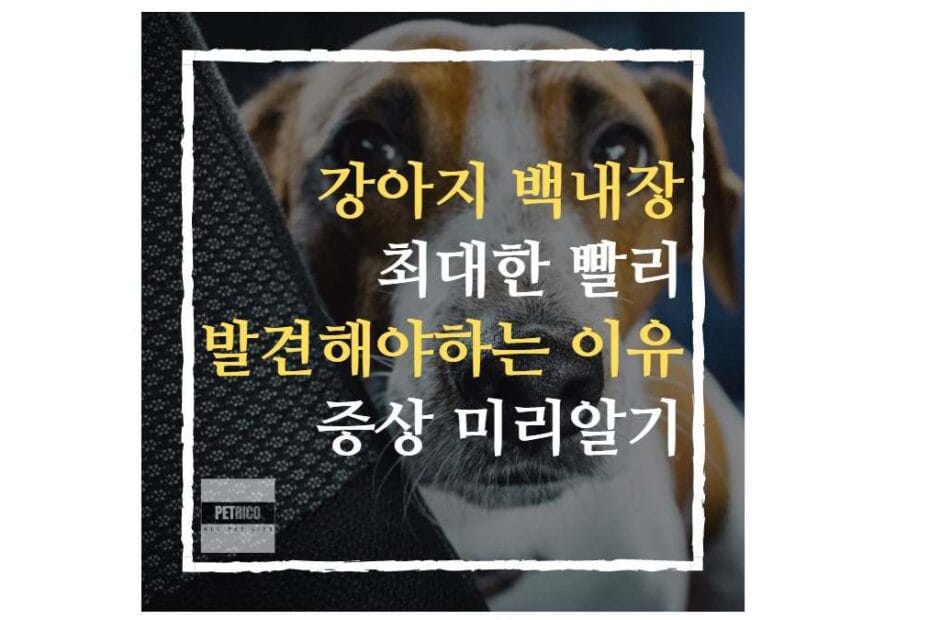 강아지 백내장 빨리 발견해야 하는 이유