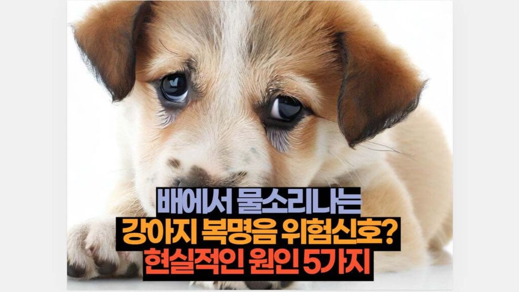 배에서 물소리나는  강아지 복명음 위험신호?  현실적인 원인 5가지 