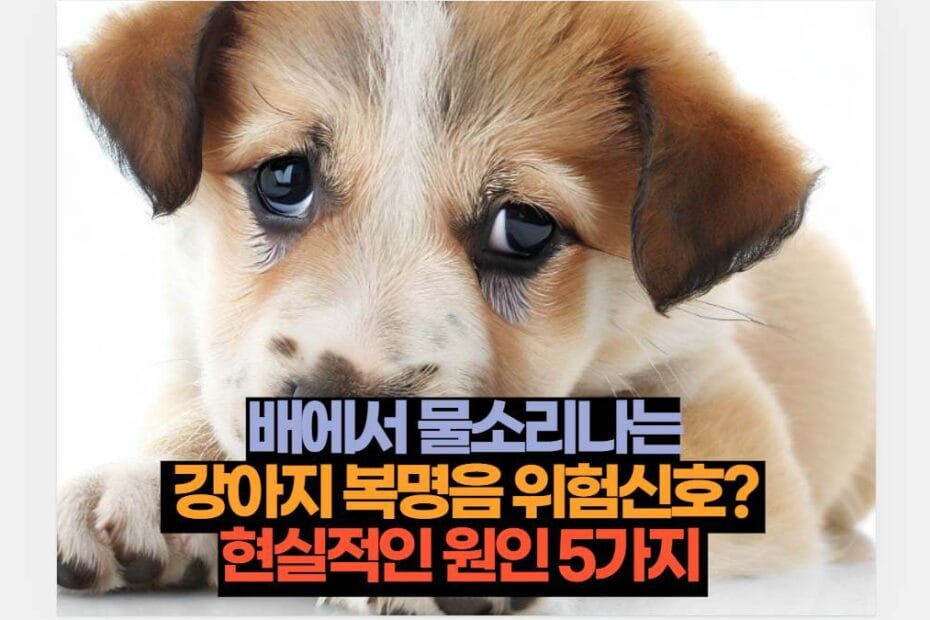 배에서 물소리나는  강아지 복명음 위험신호?  현실적인 원인 5가지 
