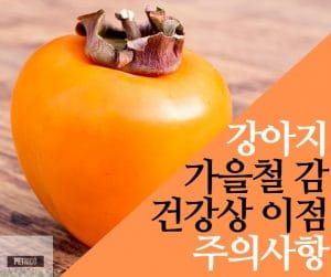 강아지 감