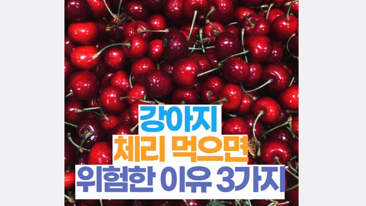 강아지 체리 먹으면 위험한 이유 3가지