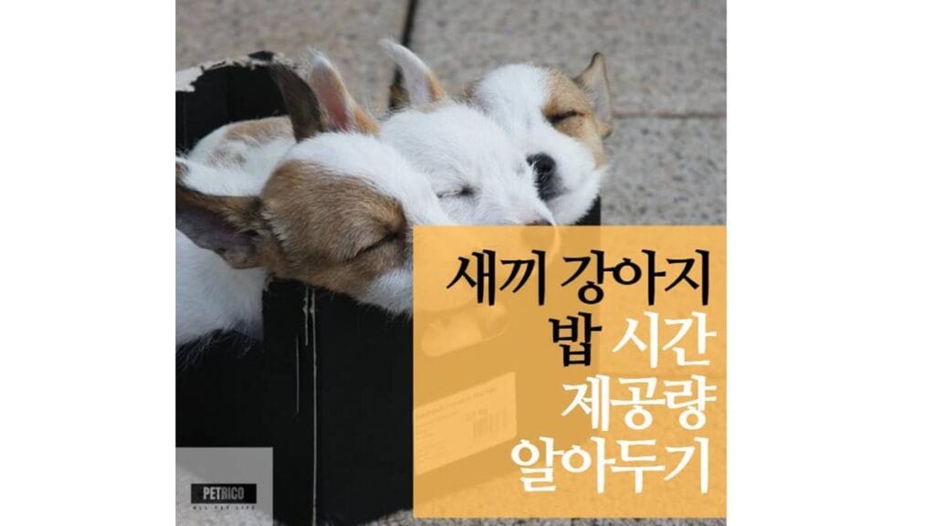 새끼 강아지 밥