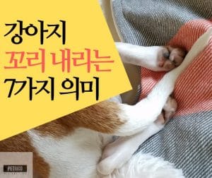 강아지 꼬리 내림