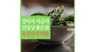 강아지 시금치 먹어도 되나