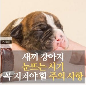 강아지 눈뜨는 시기