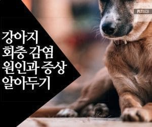 강아지 회충