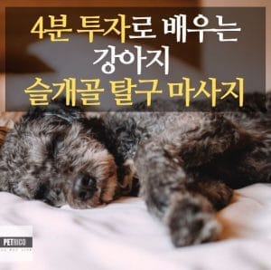강아지 슬개골 탈구 마사지