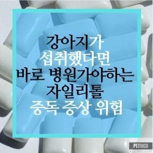 강아지 자일리톨