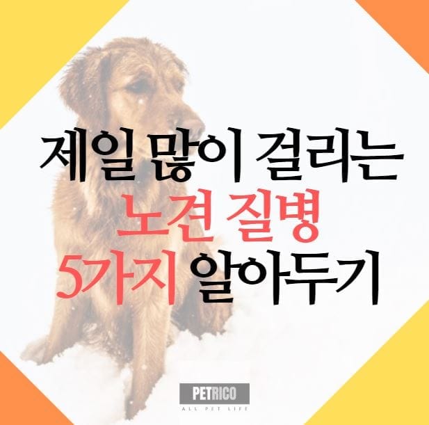 노견 질병