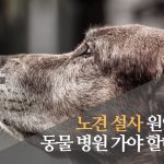 노견 설사