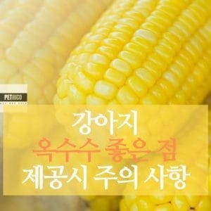 강아지 옥수수
