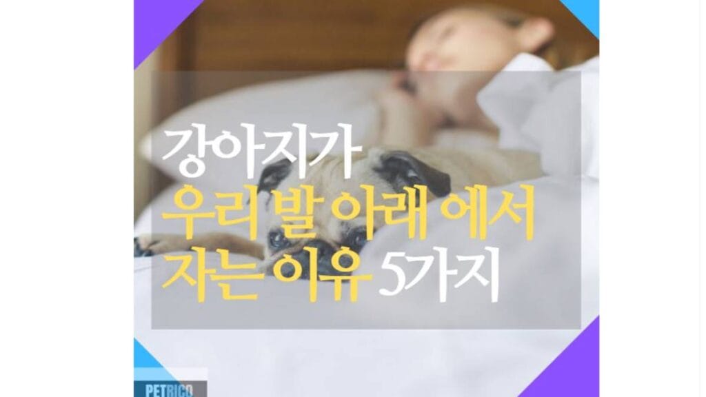 강아지 발 밑에서 자는 이유