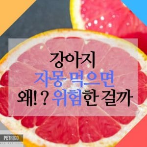 강아지 자몽