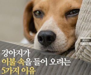 강아지 이불 속
