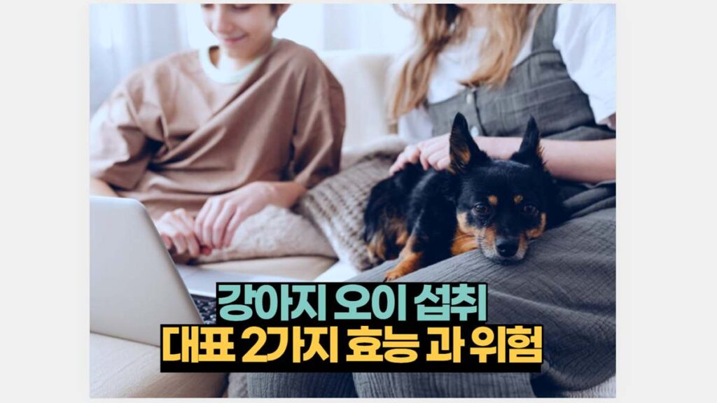 강아지 오이 섭취 대표 2가지 효능 과 위험