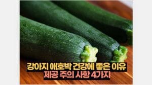 강아지 애호박 건강에 좋은 이유  제공 주의 사항 4가지