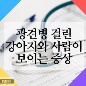 광견병 증상