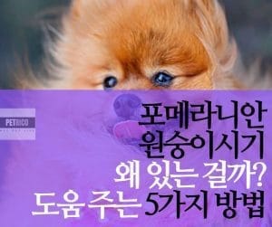 포메라니안 원숭이 시기