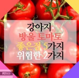 강아지 방울 토마토