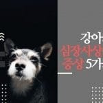 강아지 심장사상충 증상