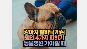 강아지 발바닥 까짐  원인 4가지 피하기   동물병원 가야 할 때 