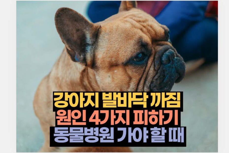 강아지 발바닥 까짐  원인 4가지 피하기   동물병원 가야 할 때 