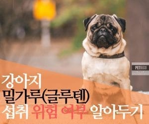 강아지 밀가루