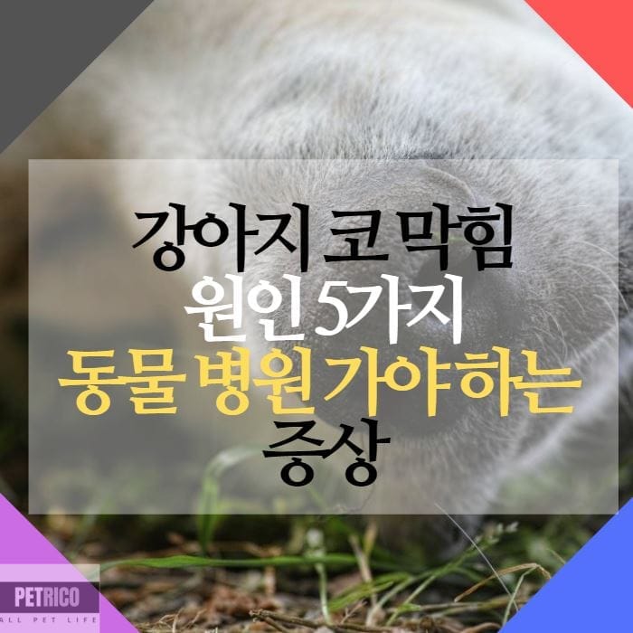 강아지 코 막힘