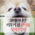 포메라니안 성격