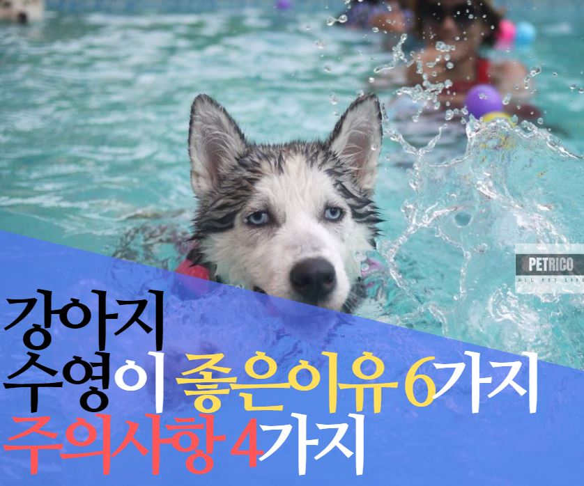강아지 수영