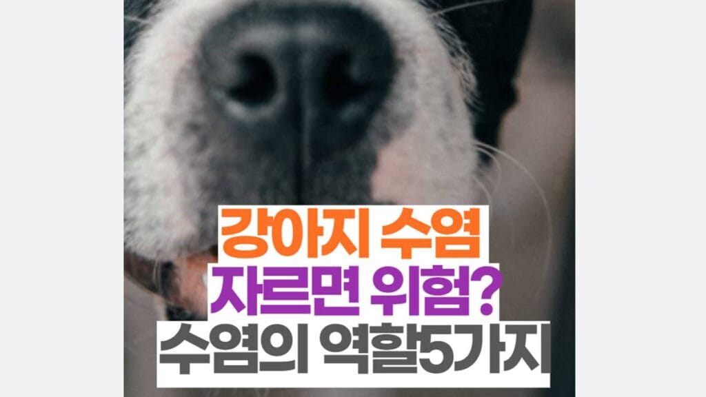 강아지 수염 자르면 위험? 수염의 역할5가지