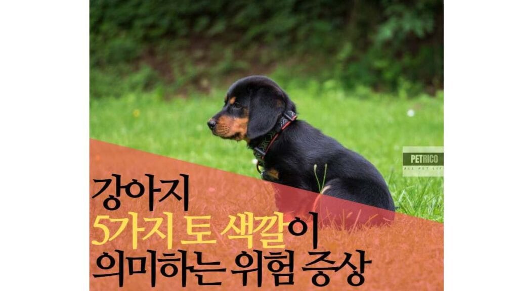 강아지 토 색깔