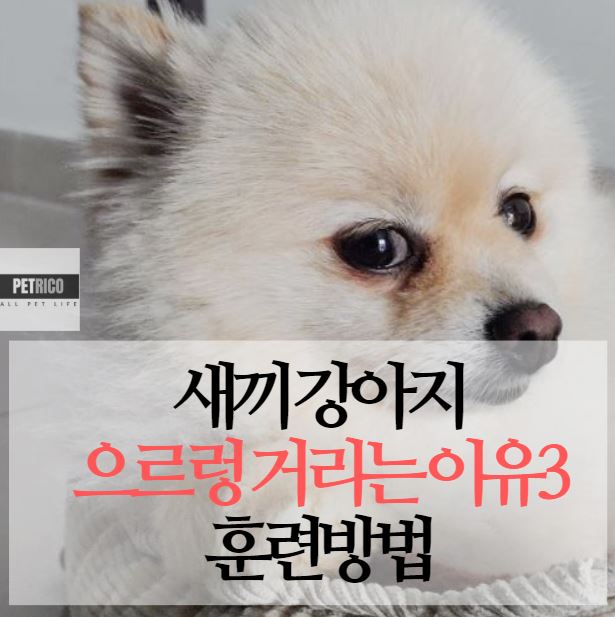 새끼 강아지 으르렁