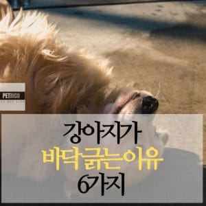강아지 바닥 긁는 이유