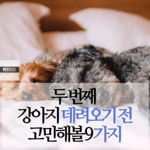 강아지 둘째 입양