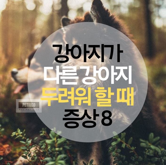 강아지 다른 강아지 두려워할 때