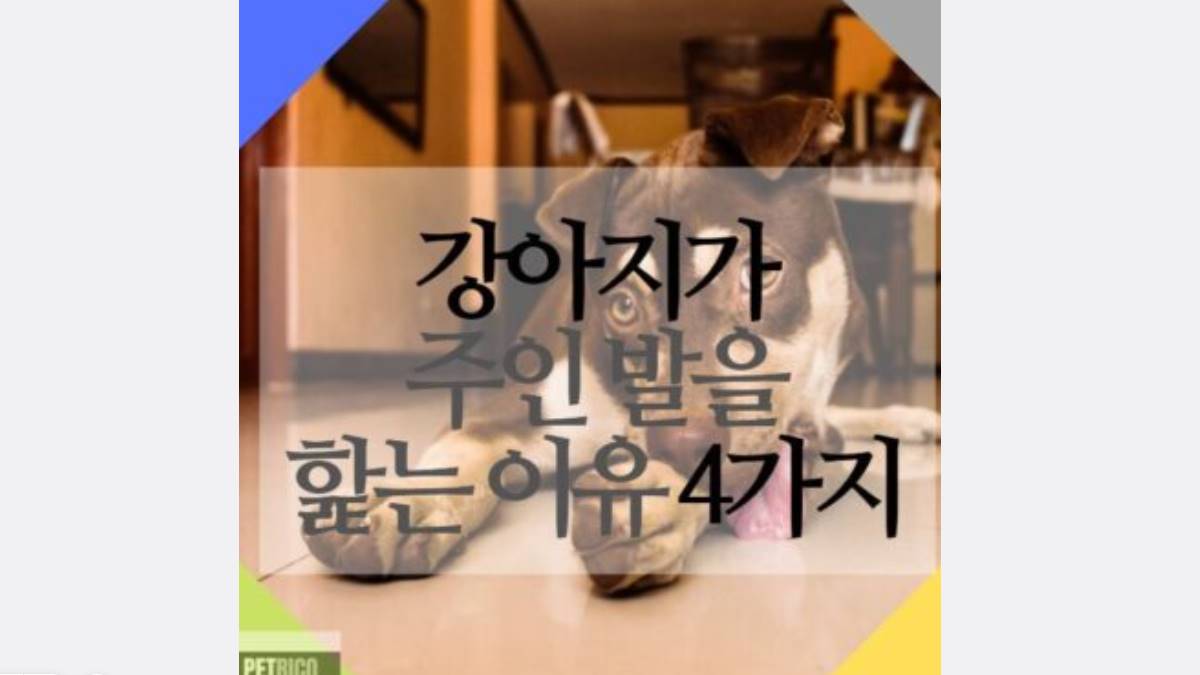 강아지가 주인발을 핥는이유