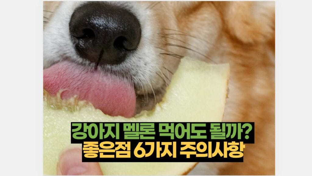 강아지 멜론 먹어도 될까?  좋은점 6가지 주의사항