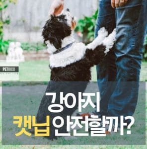 강아지 캣닙