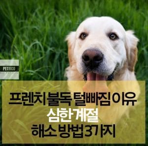 프렌치 불독 털빠짐 이유 심한 계절 해소 방법 3가지