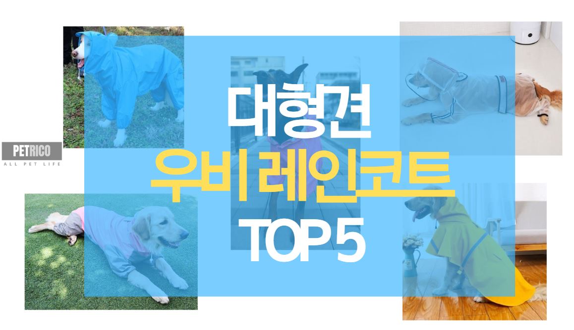 대형견 우비 레인코트 TOP 5
