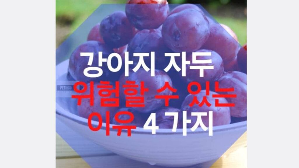 강아지 자두