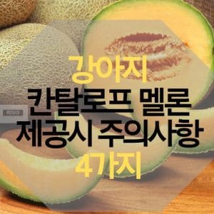 강아지 칸탈로프 멜론