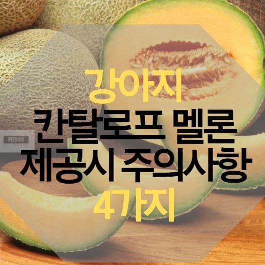 강아지 칸탈로프 멜론