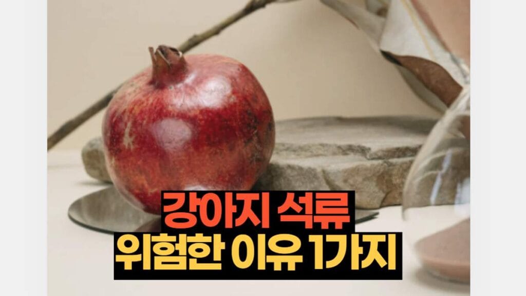 강아지 석류 위험한 이유 1가지 